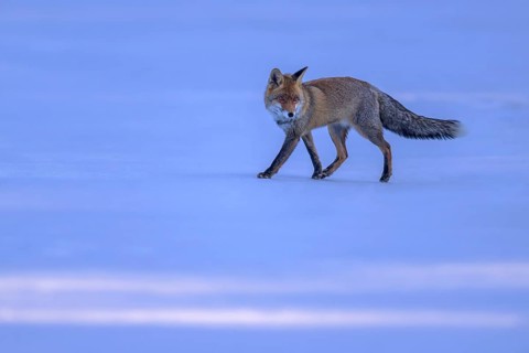 Red fox (Vulpes vulpes), foraging in a meadow covered with snow, Swabian Alb biosphere reserve,