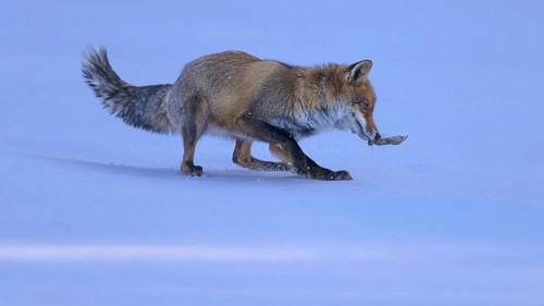 Red fox (Vulpes vulpes), with caught mouse on a meadow covered with snow, Swabian Alb biosphere