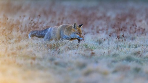 Red fox (Vulpes vulpes), foraging in a meadow, Swabian Alb biosphere reserve, Baden-Württemberg,