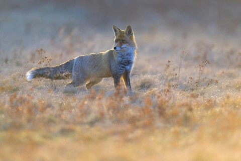 Red fox (Vulpes vulpes), securing in the last light in a meadow, Swabian Alb biosphere reserve,