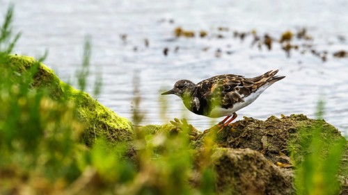 Ruddy Turnstone, Arenaria interpres