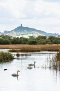 Mute Swan, Cygnus olor with Glastonbury Tor in background, Glastonbury, Somerset, England, United