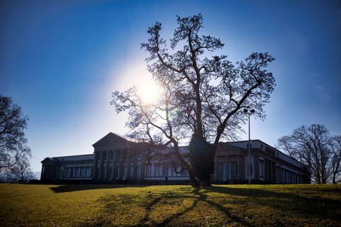 Tree in front of Stuttgart Museum of Natural History, Rosenstein Castle, Rosenstein Park, back