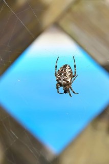 Aculepeira ceropegia, (Araneus ceropegia), macro photograph, spider, arachnid, Wilnsdorf, North