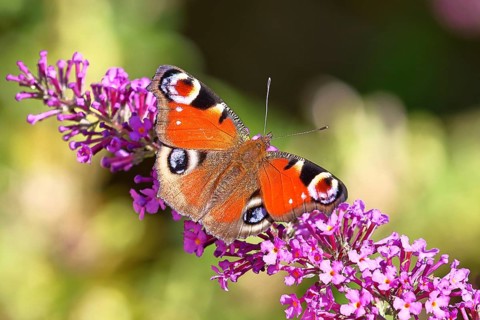 Peacock butterfly (Inachis io) sucking nectar on butterfly bush (Buddleja davidii), in a natural