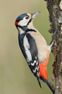 Great spotted woodpecker (Dendrocopus major), male, foraging on the trunk of a common birch (Betula