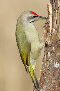 Grey-headed woodpecker (Picus canus), male sitting on a tree stump overgrown with moss and lichen,