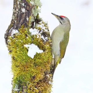 Grey-headed woodpecker (Picus canus), male sitting on a dead wood covered with moss and lichen in