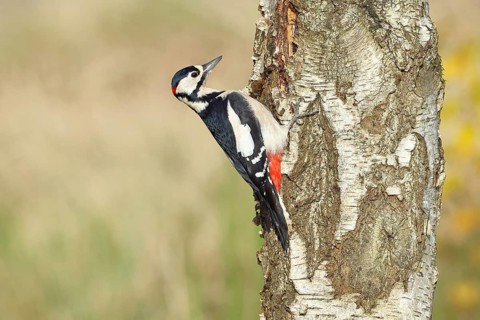 Great spotted woodpecker (Dendrocopus major), male, foraging on the trunk of a common birch (Betula