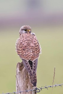 Kestrel (Falco tinnunculus), on a pasture fence post, Bieslicher Insel, Lower Rhine, North