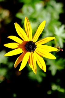 Yellow coneflower (Echinacea paradoxa), yellow flower in a garden, Wilnsdorf, North