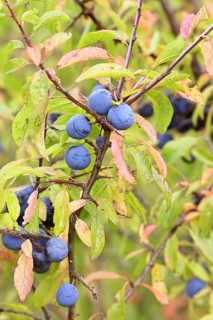 Blackthorn (Prunus spinosa), branch with ripe fruit, autumn, Wilnsdorf, North Rhine-Westphalia,