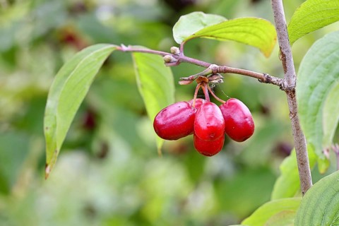 Cornelian cherry (Cornus mas), branch with fruit, Wilnsdorf, North Rhine-Westphalia, Germany