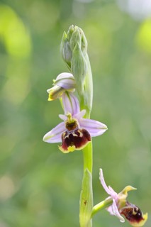 Bee orchid (Ophrys apivera), single flower, close-up, at the edge of a field hedge, North