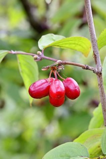 Cornelian cherry (Cornus mas), branch with fruit, Wilnsdorf, North Rhine-Westphalia, Germany