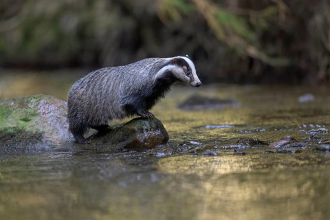 European badger (Meles meles), sitting on a stone in a stream in the last light, deciduous tree is
