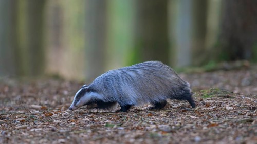 European badger (Meles meles), foraging in a beech forest, Swabian Alb biosphere reserve,