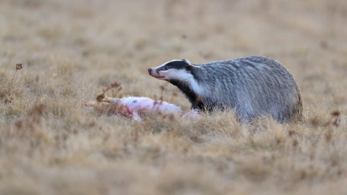 European badger (Meles meles), on roadkill, European hare (Lepus europaeus), in a meadow, Swabian