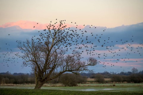 A flock of starlings (Sturnus vulgaris) flies into a bare willow (Salix spec.) standing at the