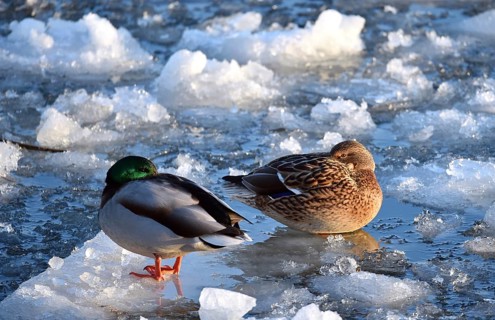 Mallards, (Anas platyrhynchos) sitting on ice on the frozen Elbe, Schleswig-Holstein, Germany