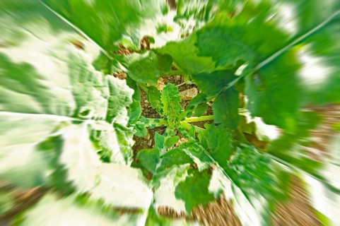 Winter rape, wintering, frost-resistant green manure plant, promotes the biological activity of the