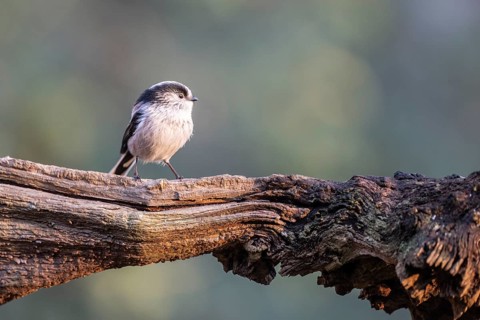Long-tailed Tit (Aegithalos caudatus), Emsland, Lower Saxony, Germany