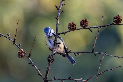 Blue tit (Parus caerulea), Emsland, Lower Saxony, Germany