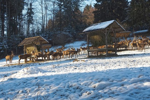 Wild feeding of red deer in the Allgäu region, Bavaria, Germany