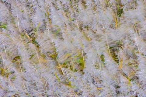 Motion blurred panicles of common reeds (Phragmites australis, Phragmites communis) in reedbed,