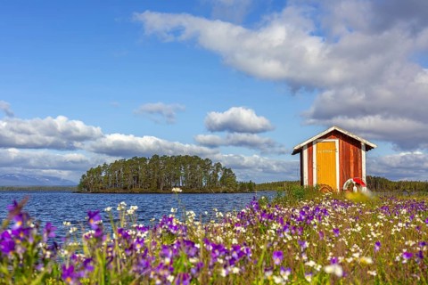 Colourful wildflowers and boathouse on the island Norderön in lake Storsjön in spring, Jämtland,