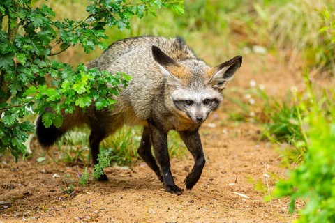 Bat-eared fox (Otocyon megalotis) walking on the ground looking for food, Bavaria, Germany
