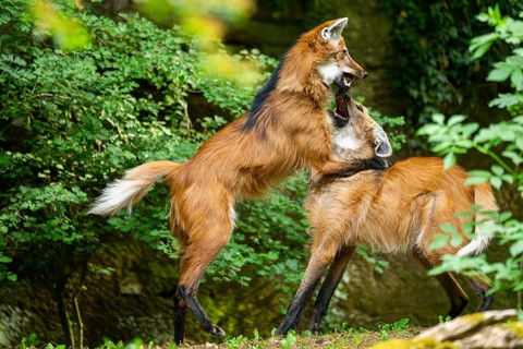 Two maned wolves (Chrysocyon brachyurus) playing with each other, arguing, Germany