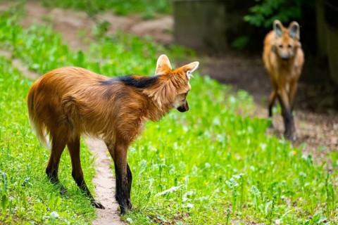 Maned wolf (Chrysocyon brachyurus) walking around, Germany