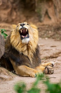 Asiatic lion (Panthera leo persica) male lying on the ground, captive, Germany