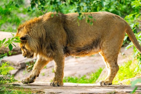 Asiatic lion (Panthera leo persica) male youngster (one year old)walking around on the ground,