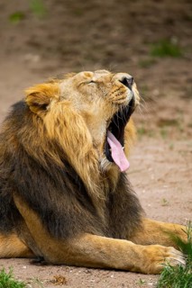 Asiatic lion (Panthera leo persica) yawing, male, portrait, captive, Germany