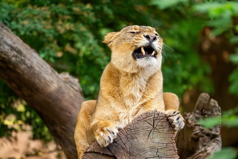 Asiatic lion (Panthera leo persica) female lying on a tree trunk, yawing, portrait, captive,
