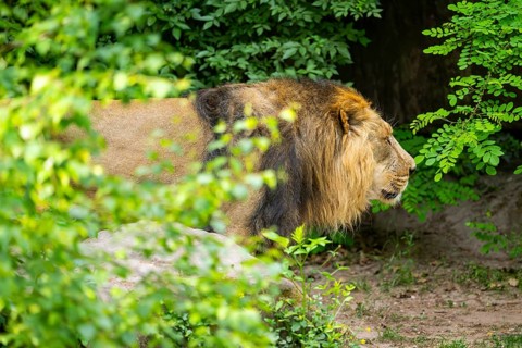 Asiatic lion (Panthera leo persica) male walking around on the ground, captive, Germany
