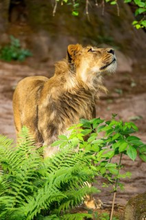 Asiatic lion (Panthera leo persica) male youngster (one year old) standing and looking upside,