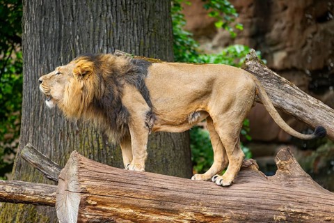 Asiatic lion (Panthera leo persica) male standing on a tree trunk, roaring, captive, Germany