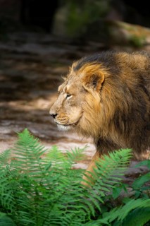 Asiatic lion (Panthera leo persica) male, portrait, captive, Germany