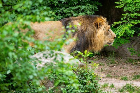 Asiatic lion (Panthera leo persica) male walking around on the ground, captive, Germany