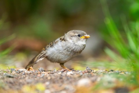 House sparrow (Passer domesticus) youngster sitting on the ground, Bavaria, Germany