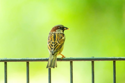 House sparrow (Passer domesticus) sitting on a fence, Bavaria, Germany