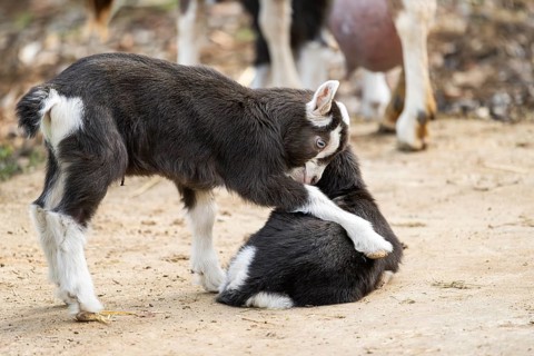 Domestic goat (Capra hircus) youngster on a farm outdoors, Bavaria, Germany