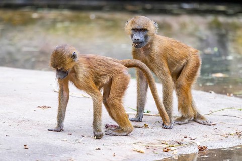 Guinea baboons (Papio papio) youngsters on the ground on the edge of a little lake, monkeys,
