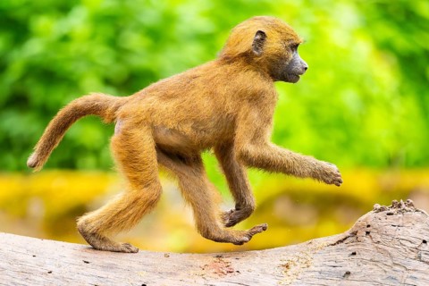 Guinea baboons (Papio papio) youngster, running, monkeys, captive, Germany