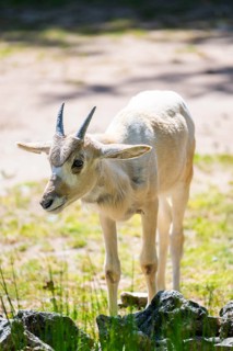 Addax (Addax nasomaculatus) youngster standing on the ground, Bavaria, Germany