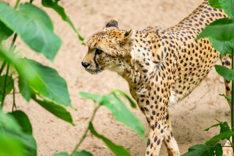 Cheetah (Acinonyx jubatus) walking around on the ground, Germany