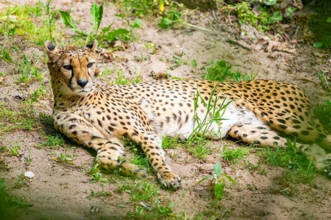 Cheetah (Acinonyx jubatus) lying ion the ground, Germany